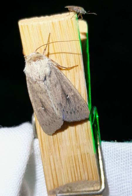 Mythimna sicula  - Sylvain Lethuillier