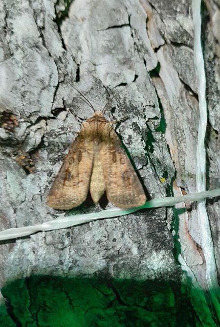 Agrotis clavis  - Sylvain Lethuillier