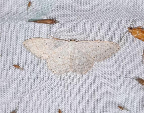 Scopula floslactata  - Sylvain Lethuillier