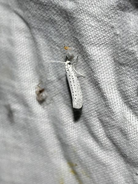 Yponomeuta evonymella  - Sylvain Lethuillier