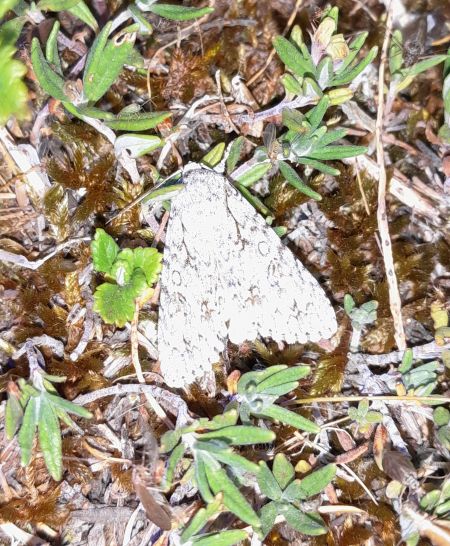 Acronicta aceris  - Sylvain Lethuillier