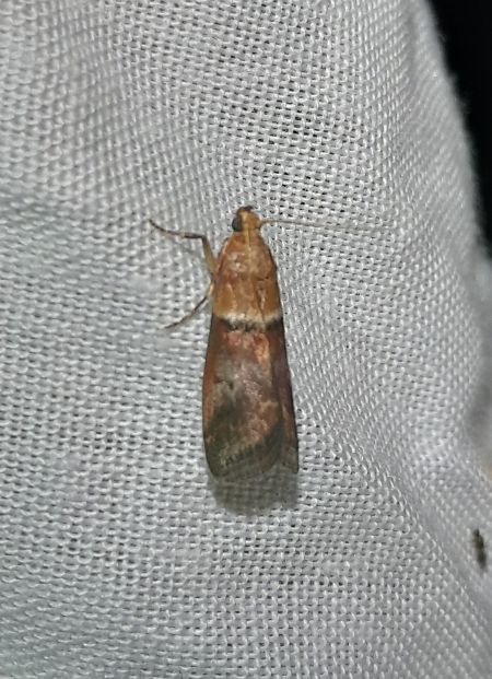 Acrobasis repandana  - Sylvain Lethuillier