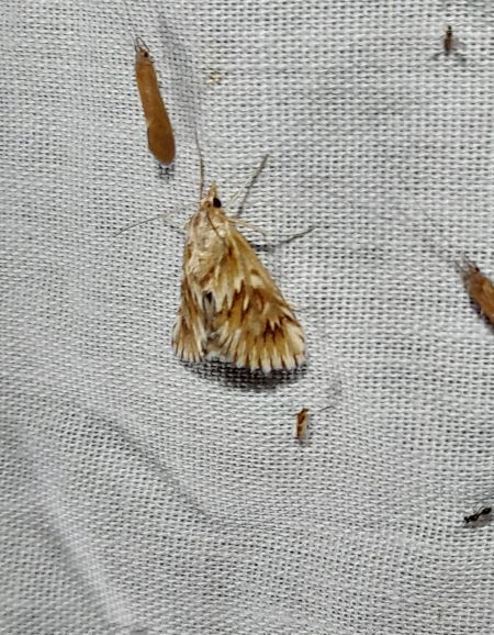 Cynaeda dentalis  - Sylvain Lethuillier