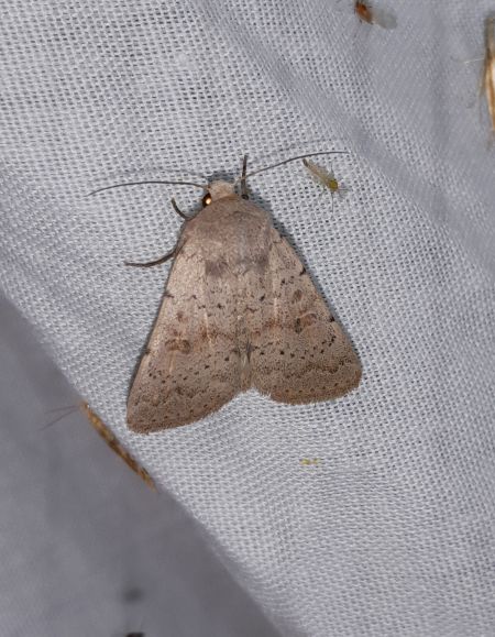 Hoplodrina respersa  - Sylvain Lethuillier