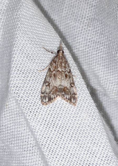 Eudonia lacustrata  - Sylvain Lethuillier