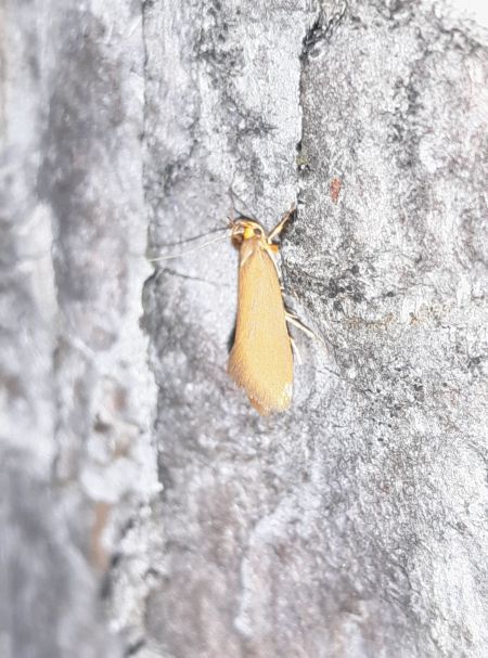Crassa unitella  - Sylvain Lethuillier