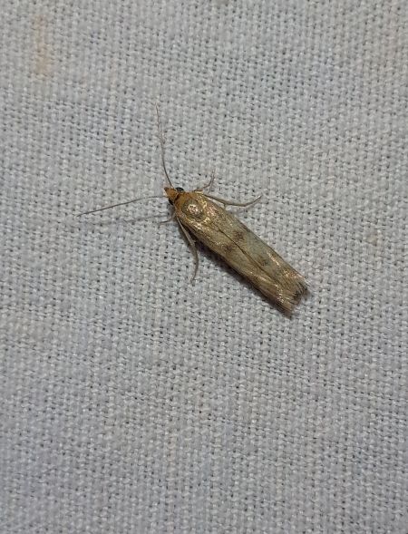 Homoeosoma sinuella  - Sylvain Lethuillier