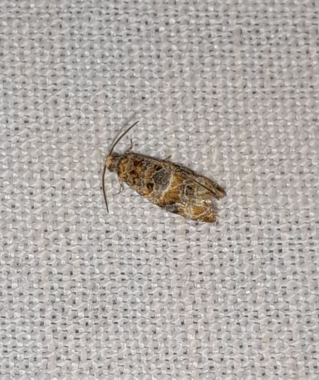 Lobesia reliquana  - Sylvain Lethuillier