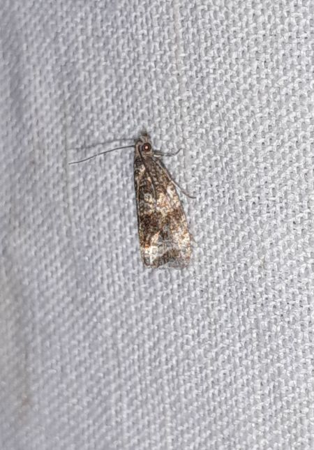 Orthotaenia undulana  - Sylvain Lethuillier