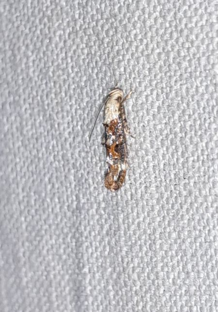 Mompha propinquella  - Sylvain Lethuillier