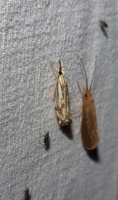 Catoptria falsella  - Sylvain Lethuillier