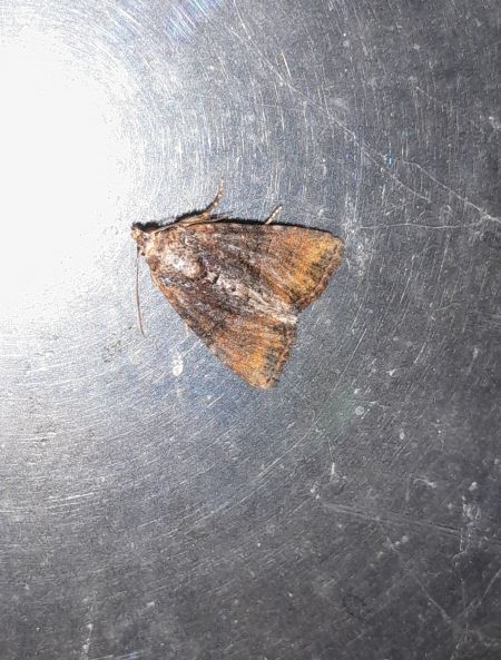 Mesoligia furuncula  - Sylvain Lethuillier
