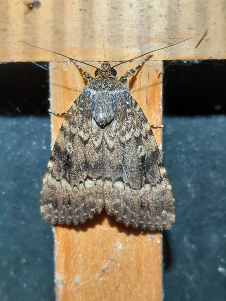 Amphipyra berbera  - Sylvain Lethuillier