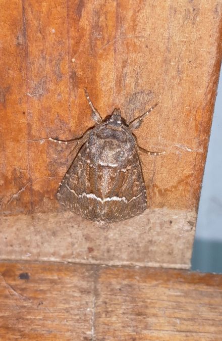 Noctuelle cythérée  - Sylvain Lethuillier
