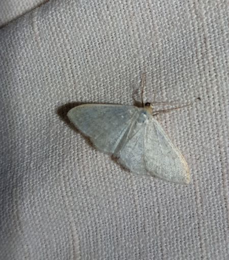 Idaea subsericeata  - Sylvain Lethuillier