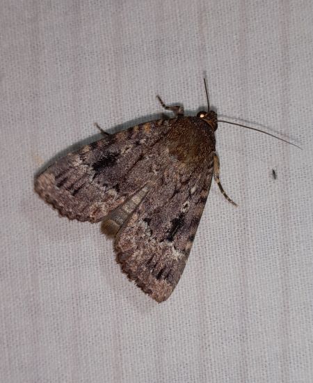 Pyramide  - Sylvain Lethuillier