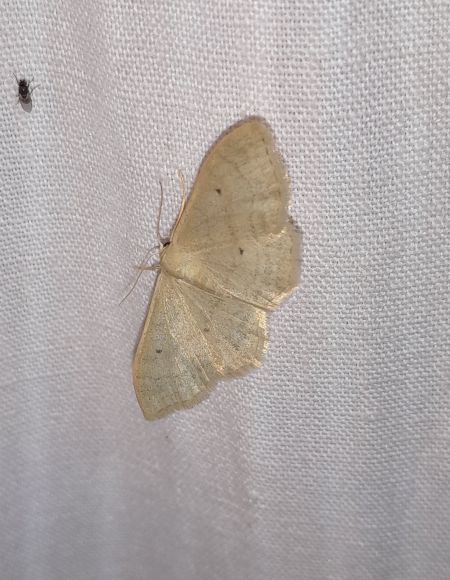 Idaea straminata  - Sylvain Lethuillier