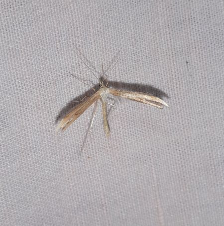 Emmelina monodactyla  - Sylvain Lethuillier