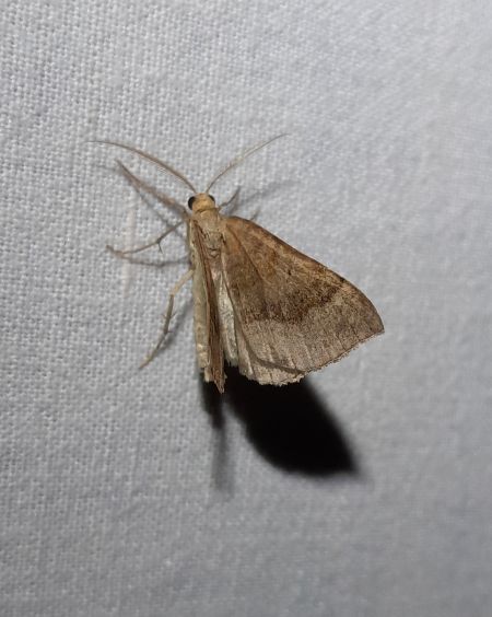 Scotopteryx chenopodiata  - Sylvain Lethuillier