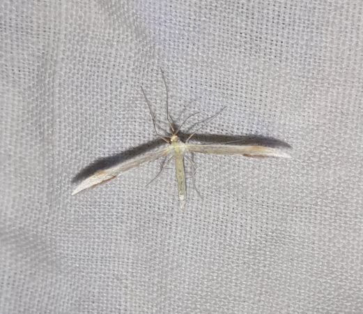 Emmelina monodactyla  - Sylvain Lethuillier