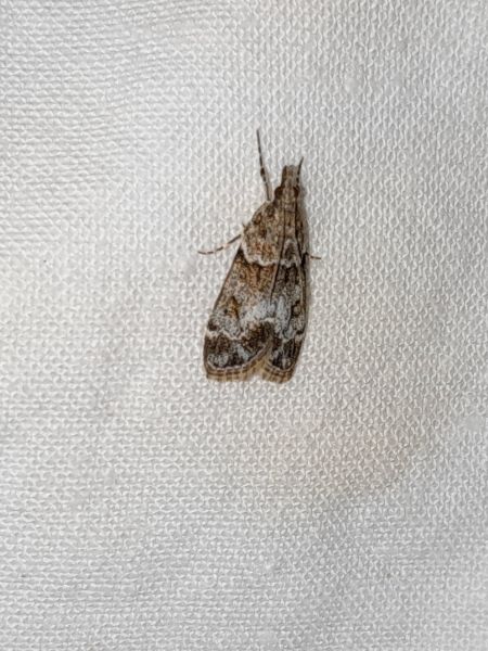 Eudonia mercurella  - Sylvain Lethuillier