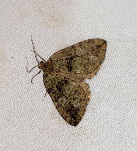 Hydriomena furcata  - Sylvain Lethuillier