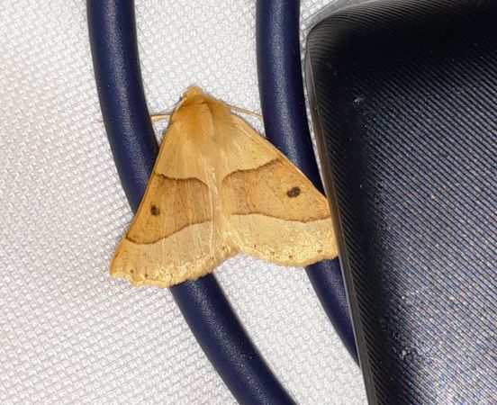 Crocallis elinguaria  - Sylvain Lethuillier