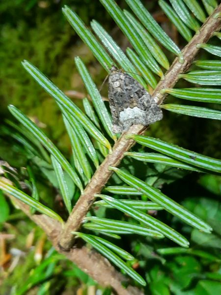 Oligia sp.  - Sylvain Lethuillier