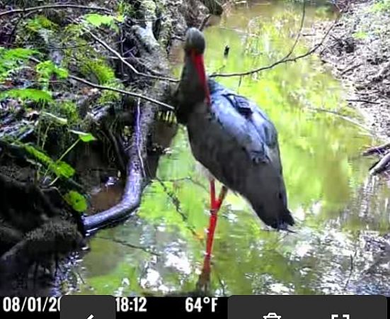 Cigogne noire 