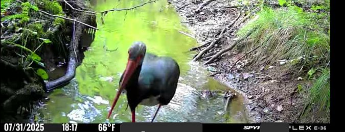 Cigogne noire 