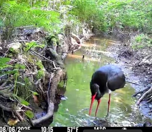 Cigogne noire 