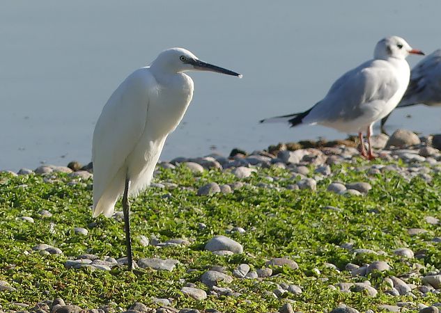 Aigrette garzette  - Jean-Pierre Pichot