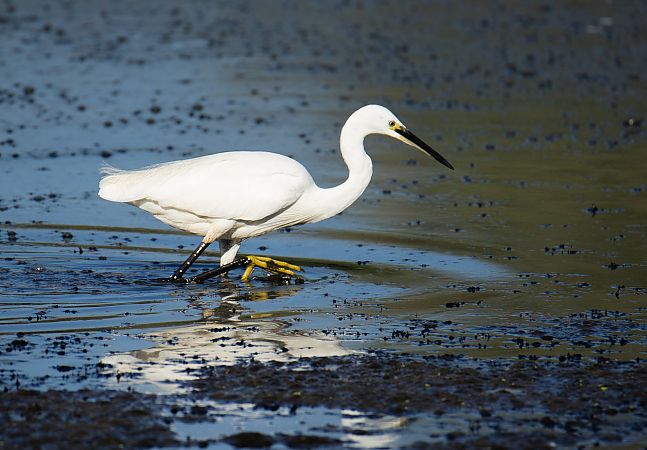 Aigrette garzette  - Alain Beylet