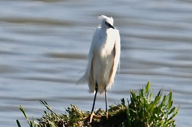 Aigrette garzette  - François-Michel Huguet