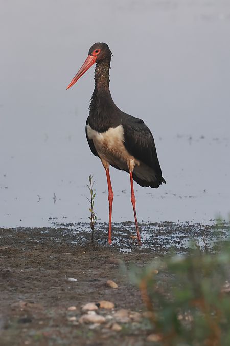 Cigogne noire  - David Toussaint