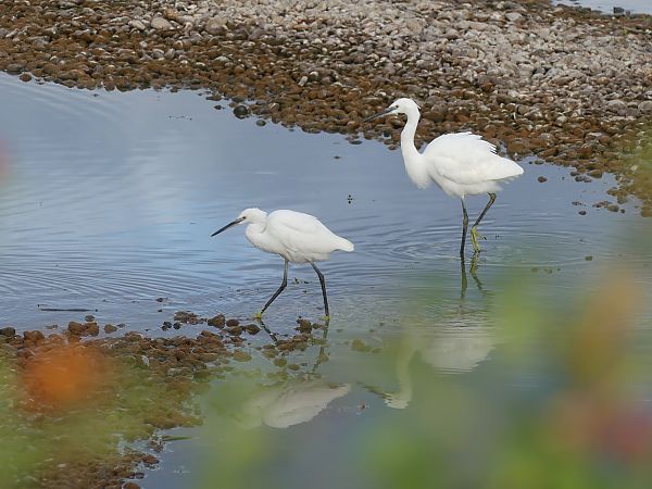 Aigrette garzette  - Jean-Pierre Pichot