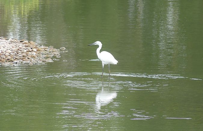 Aigrette garzette  - Jean-Pierre Pichot
