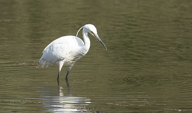 Aigrette garzette  - Alain Beylet