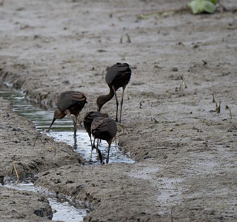 Ibis falcinelle  - Jean-Baptiste Galvani