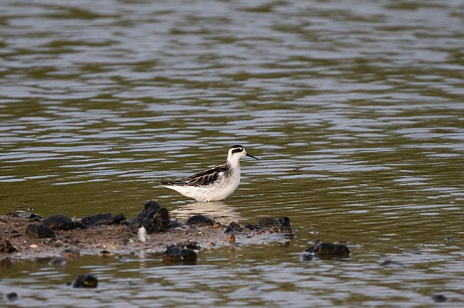 Phalarope à bec étroit  - Jean-Baptiste Galvani