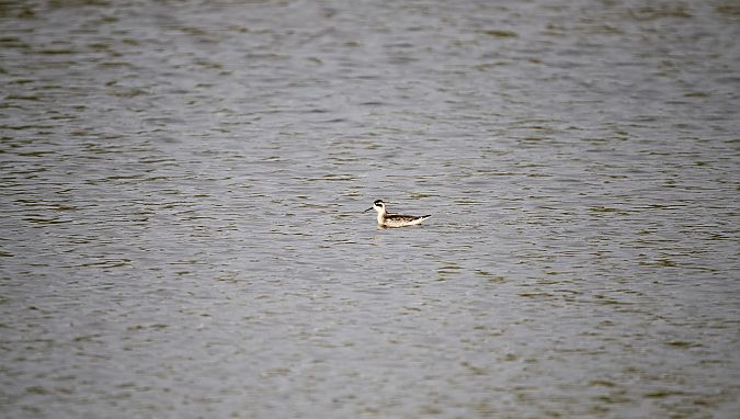 Phalarope à bec étroit  - Jean-Baptiste Galvani