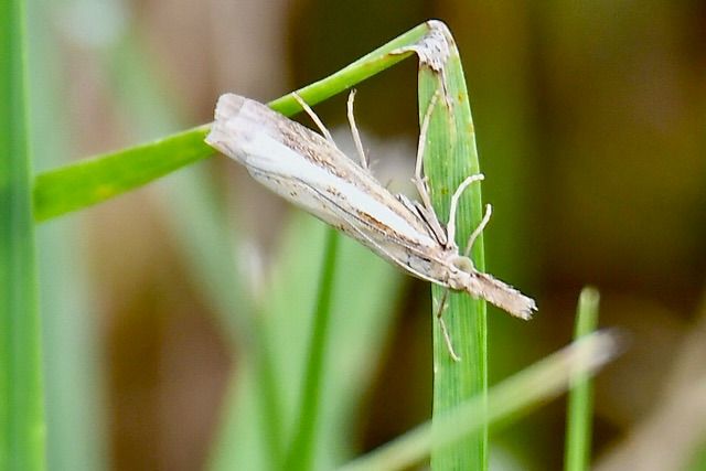 Crambus perlé  - François-Michel Huguet