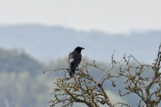 Grand Corbeau  - François-Michel Huguet