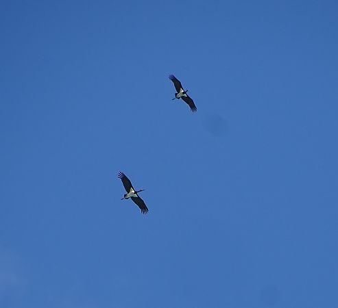 Cigogne noire  - Tristan Colin