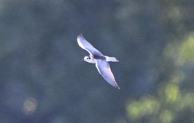 Guifette leucoptère  - Arnaud Sponga