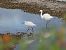 Aigrette garzette (Egretta garzetta) © Jean-Pierre Pichot