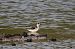 Phalarope à bec étroit  - Jean-Baptiste Galvani