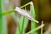 Crambus perlé (Crambus perlella) © François-Michel Huguet
