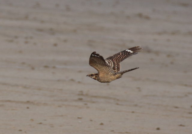 Engoulevent à collier roux  - Frédéric Garcia