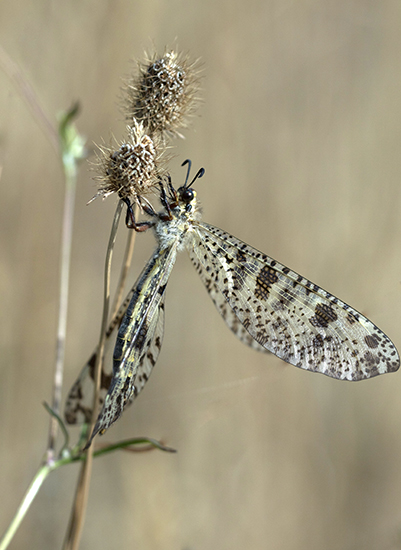 Palpares libelluloides  - Alain Bultez